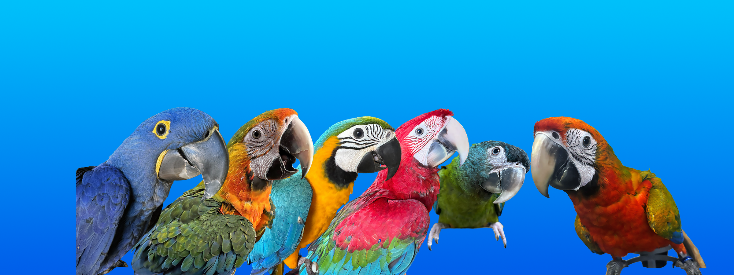Macaws