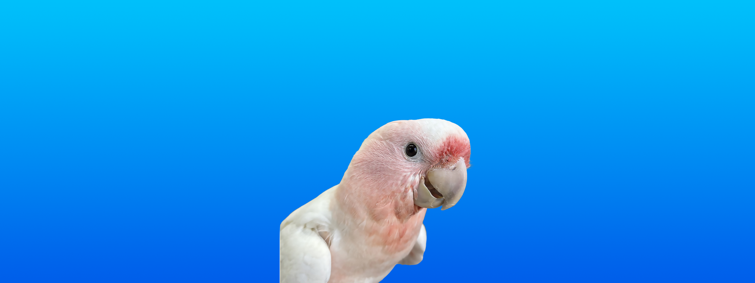Major Mitchell's Cockatoo