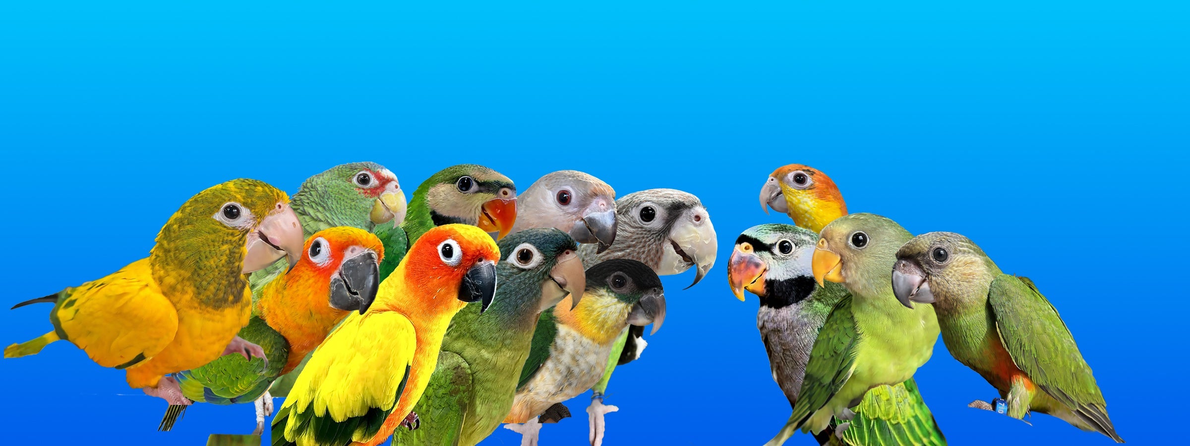 Medium Birds