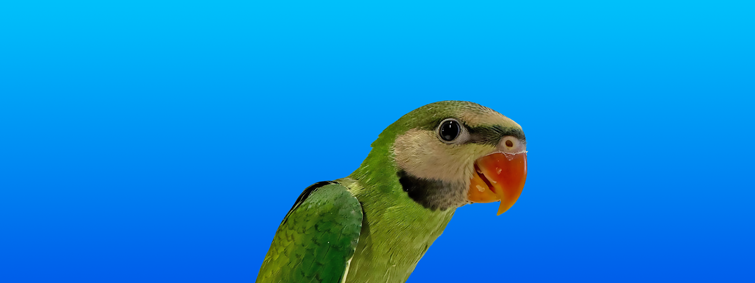 Moustached Parakeet