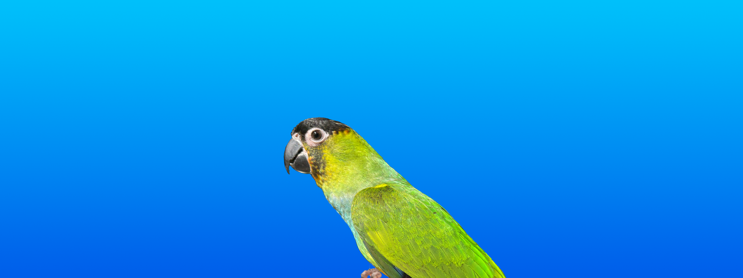 Nanday Conure