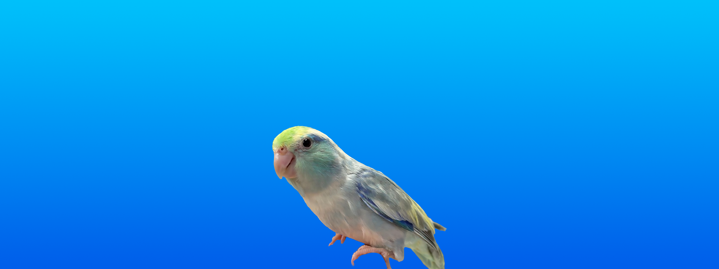 Parrotlet
