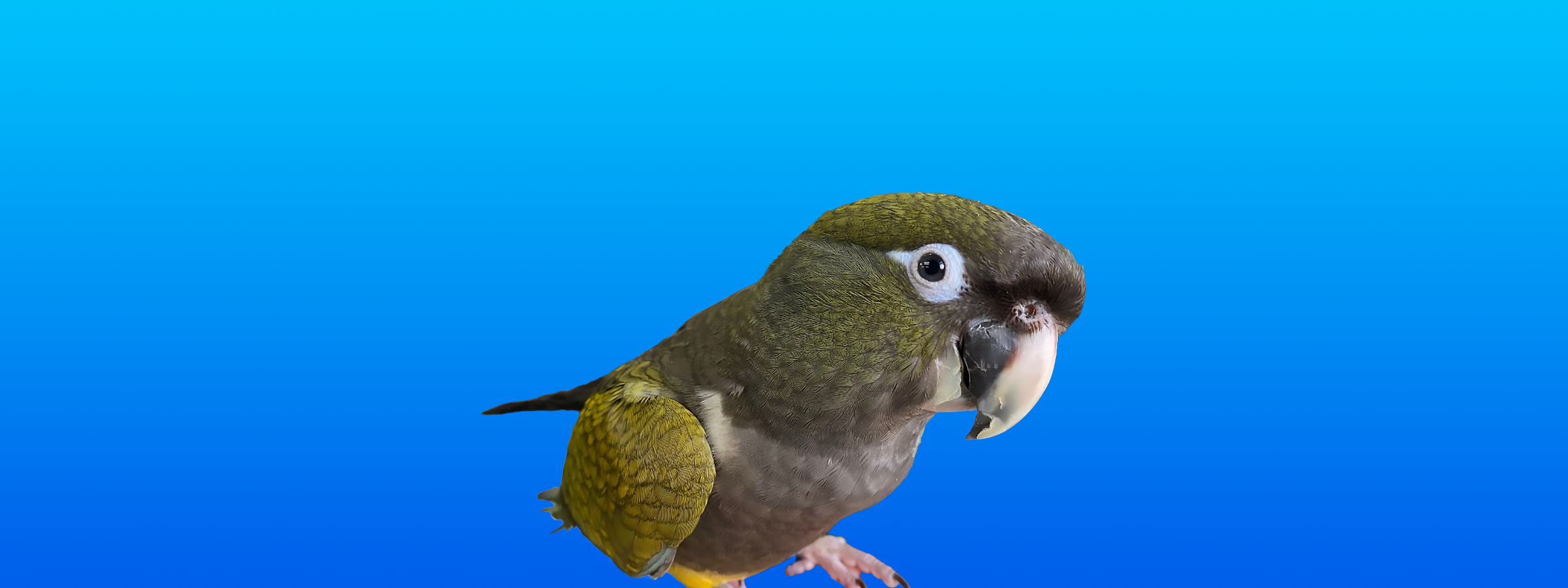 Patagonian Conure