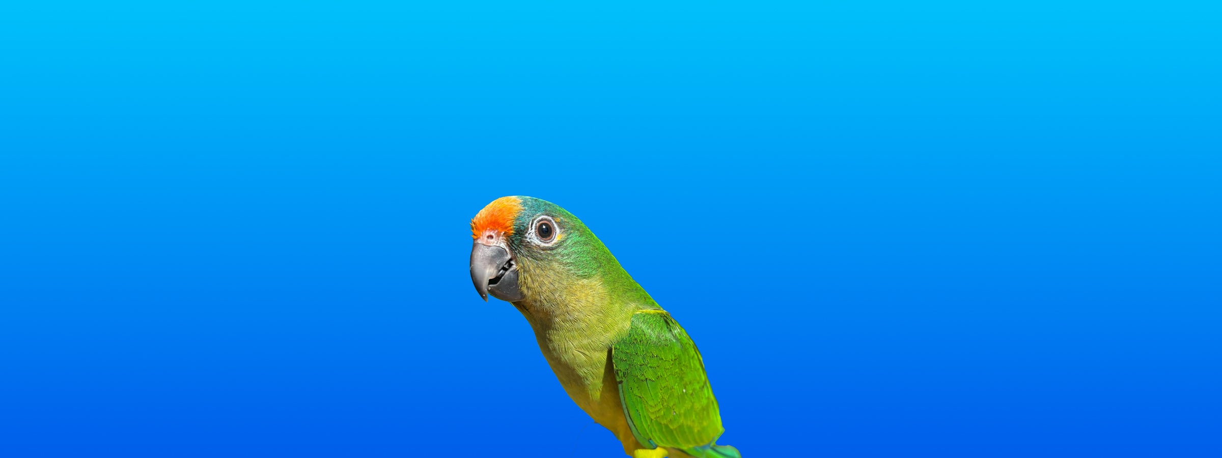 Peach-fronted Conure
