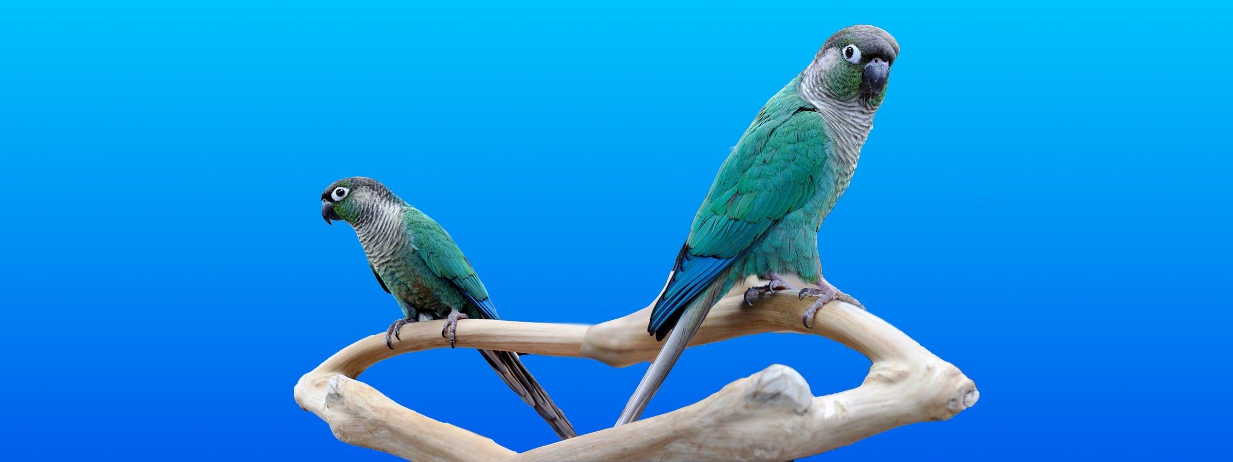 Perches