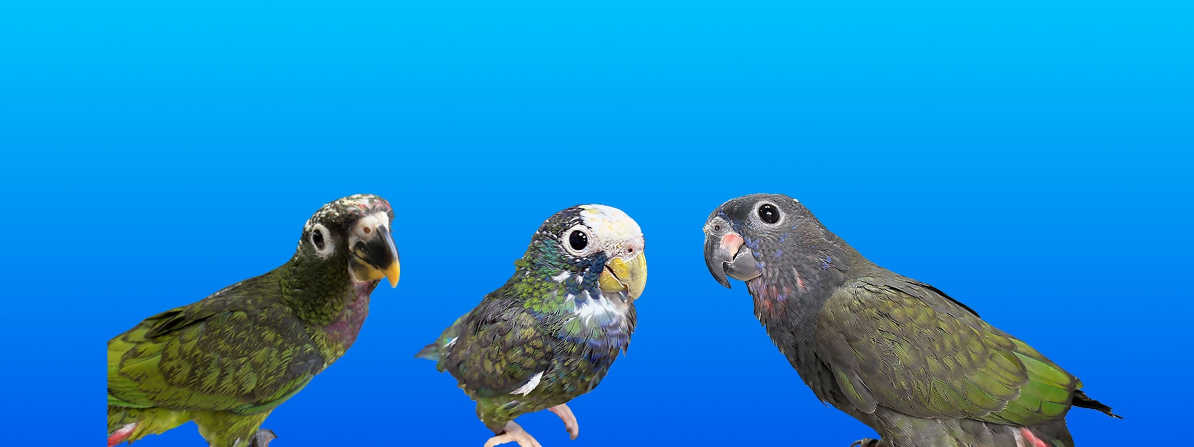 Pionus