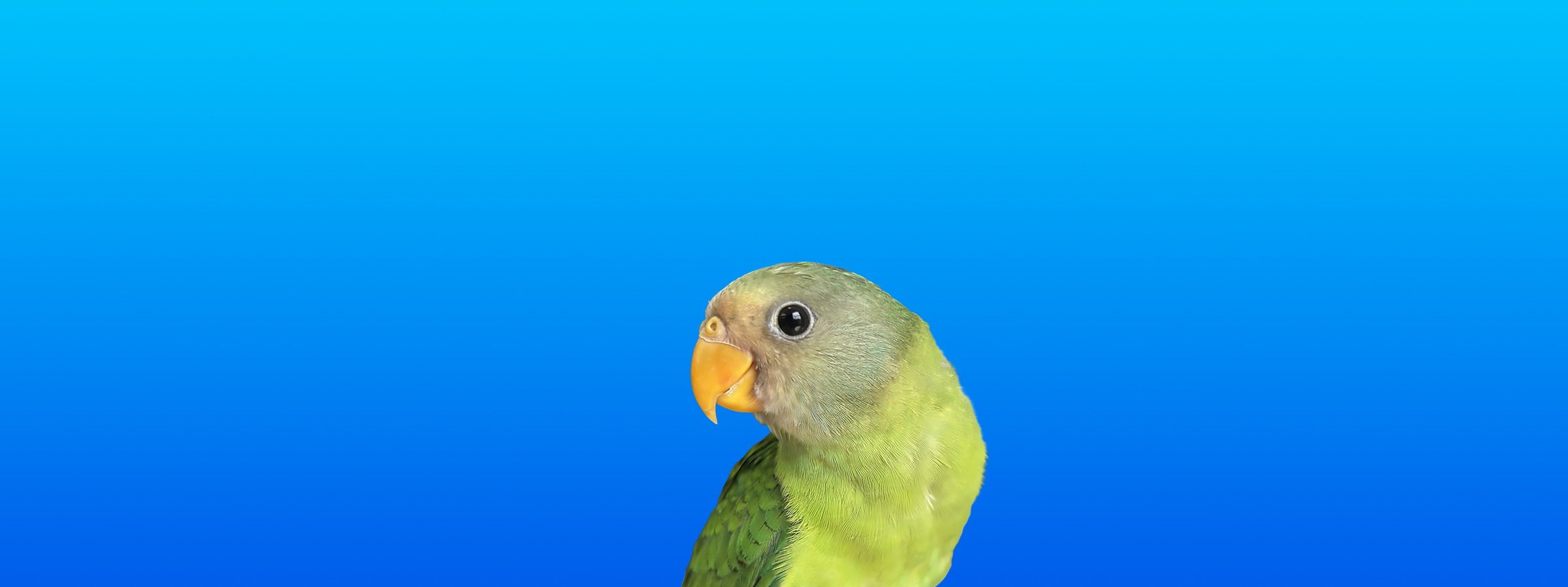 Plum-Headed Parakeet