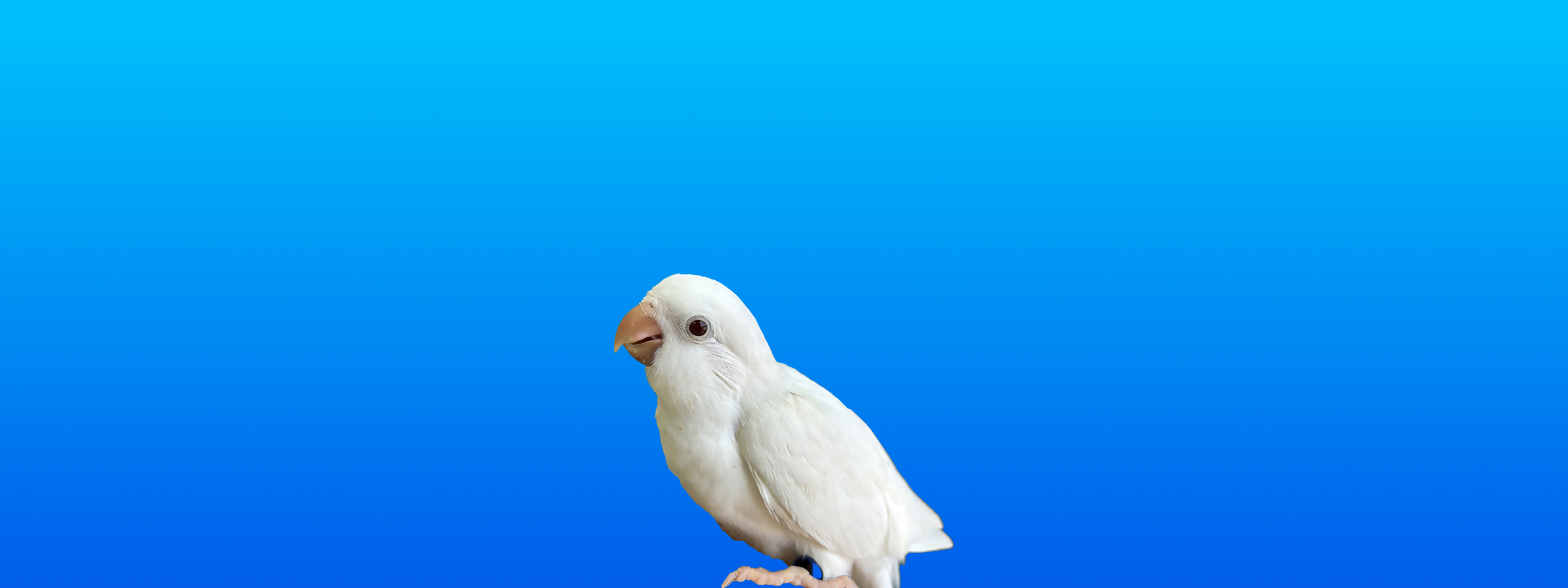 Quaker Parrot