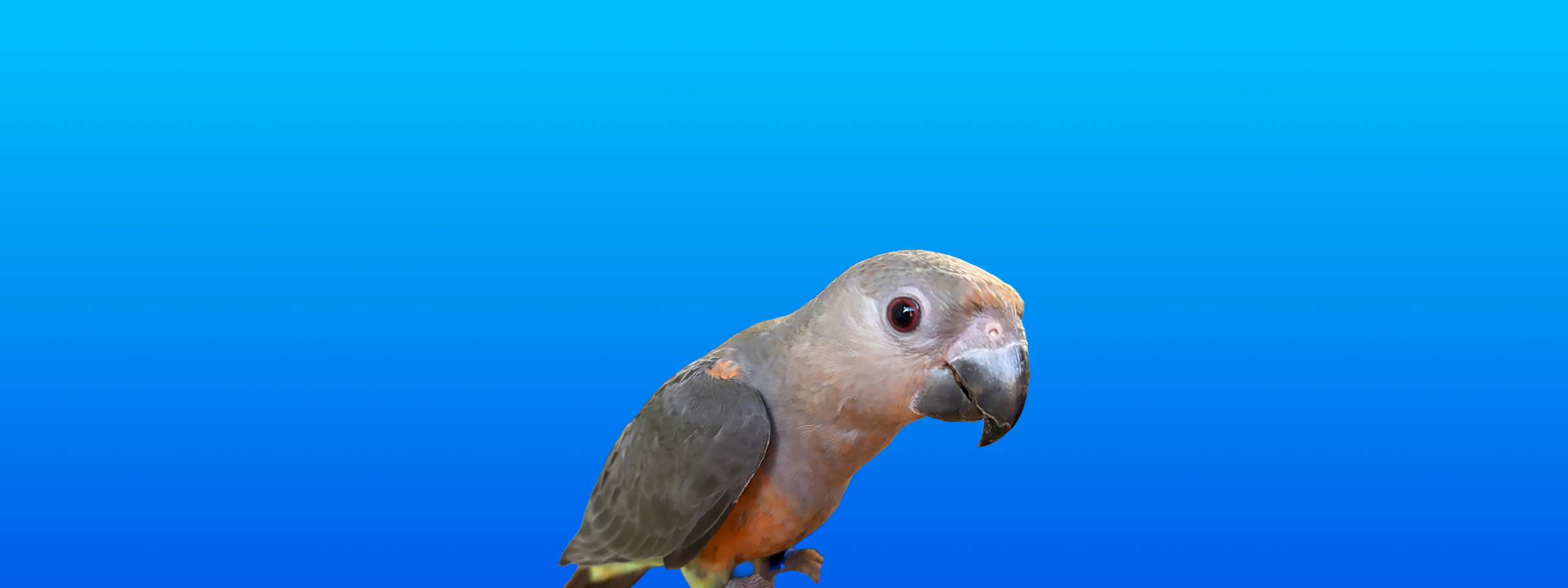Red-bellied Parrot