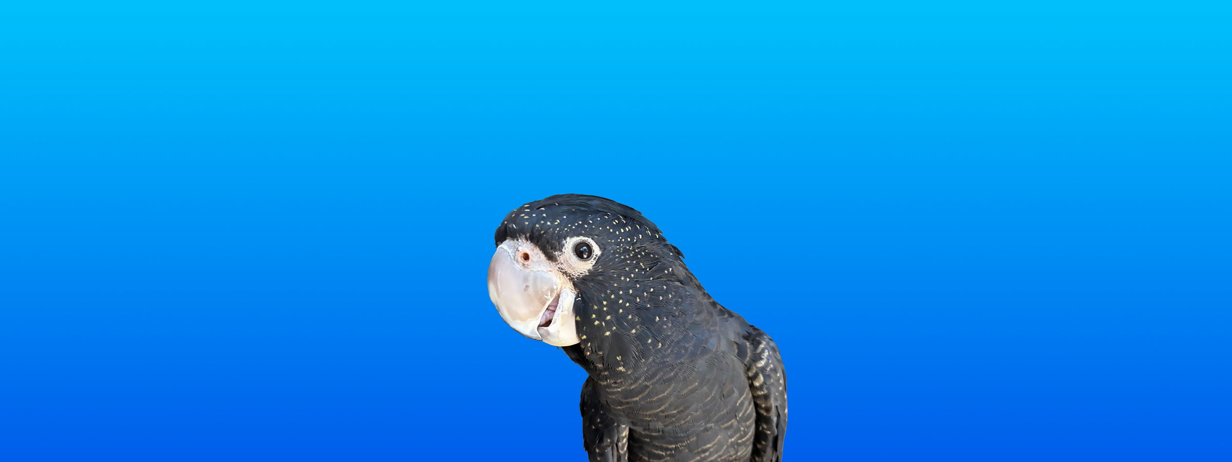 Red-tailed Black Cockatoo