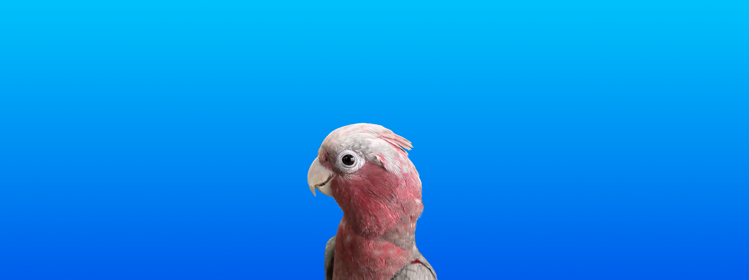 Rose-breasted Cockatoo