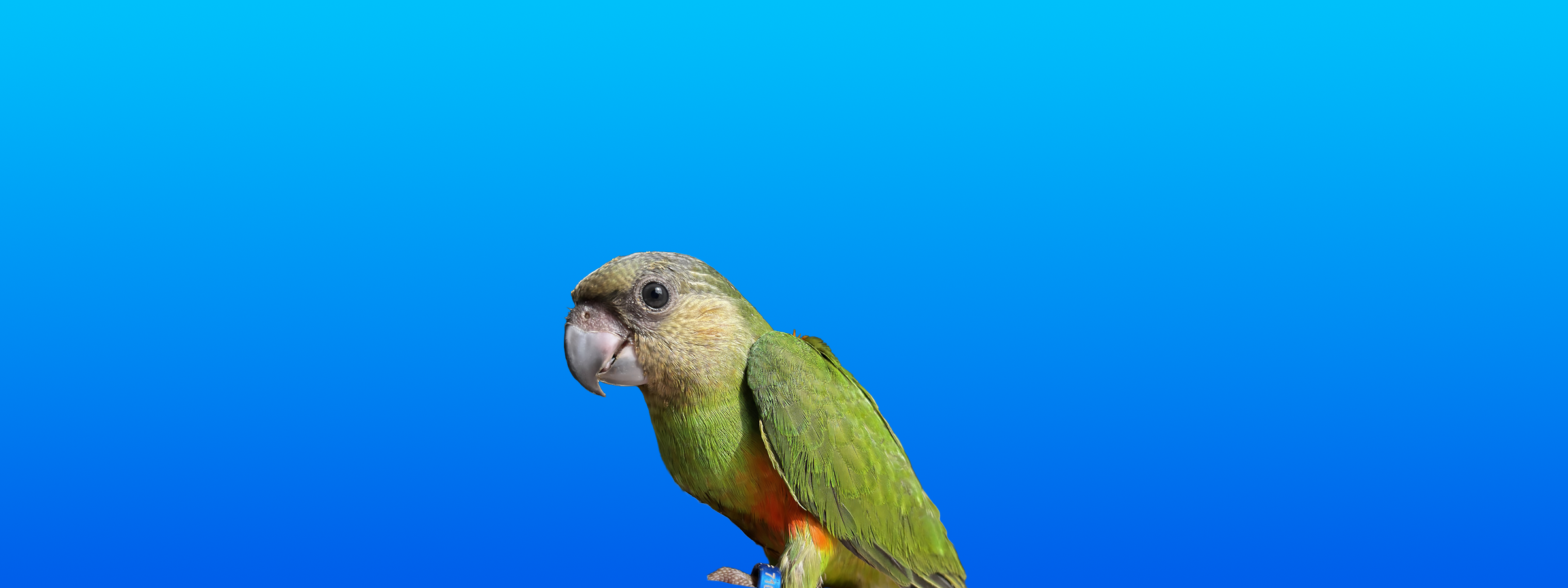 Senegal Parrot
