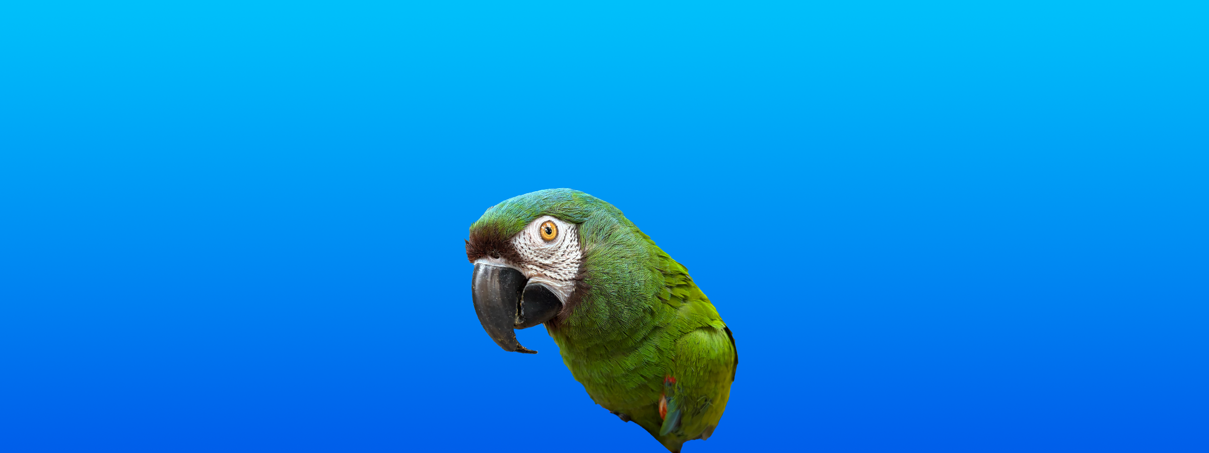 Severe Macaw