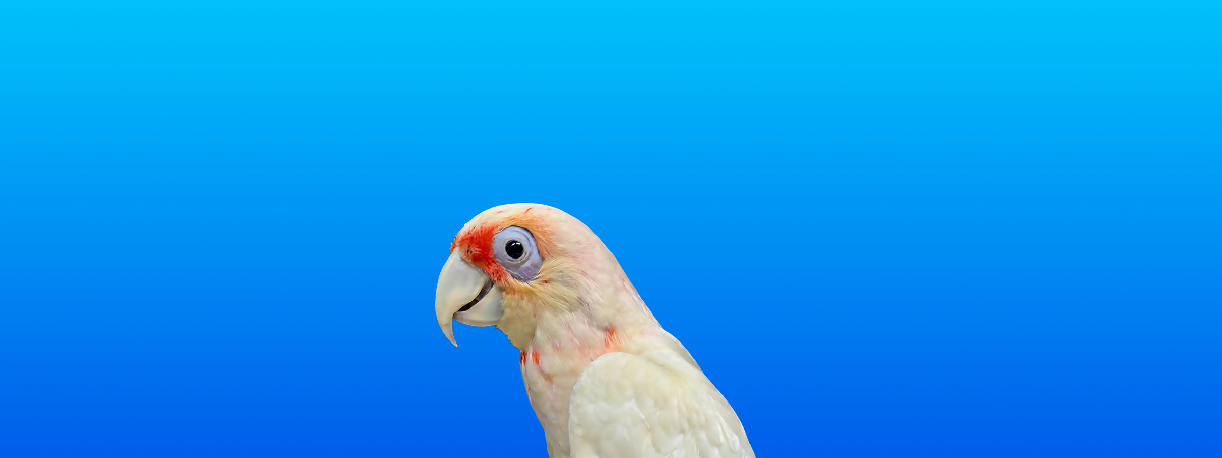 Slender-billed Cockatoo