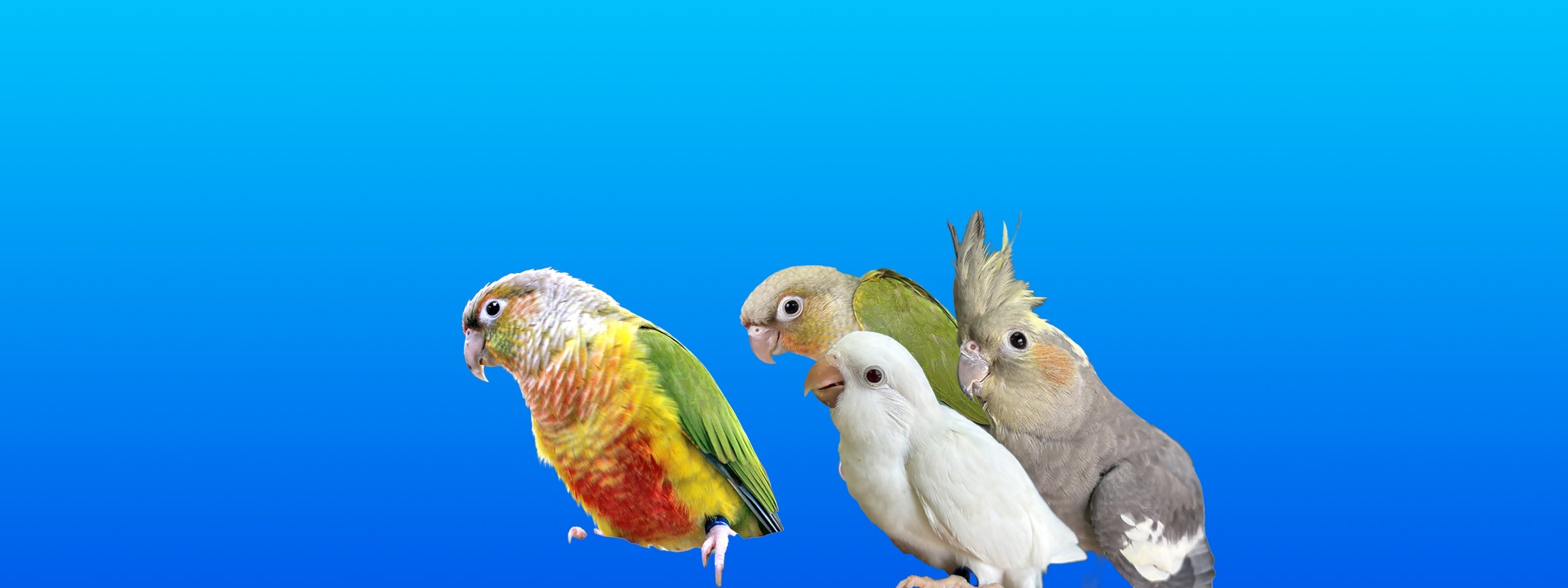 Small Birds