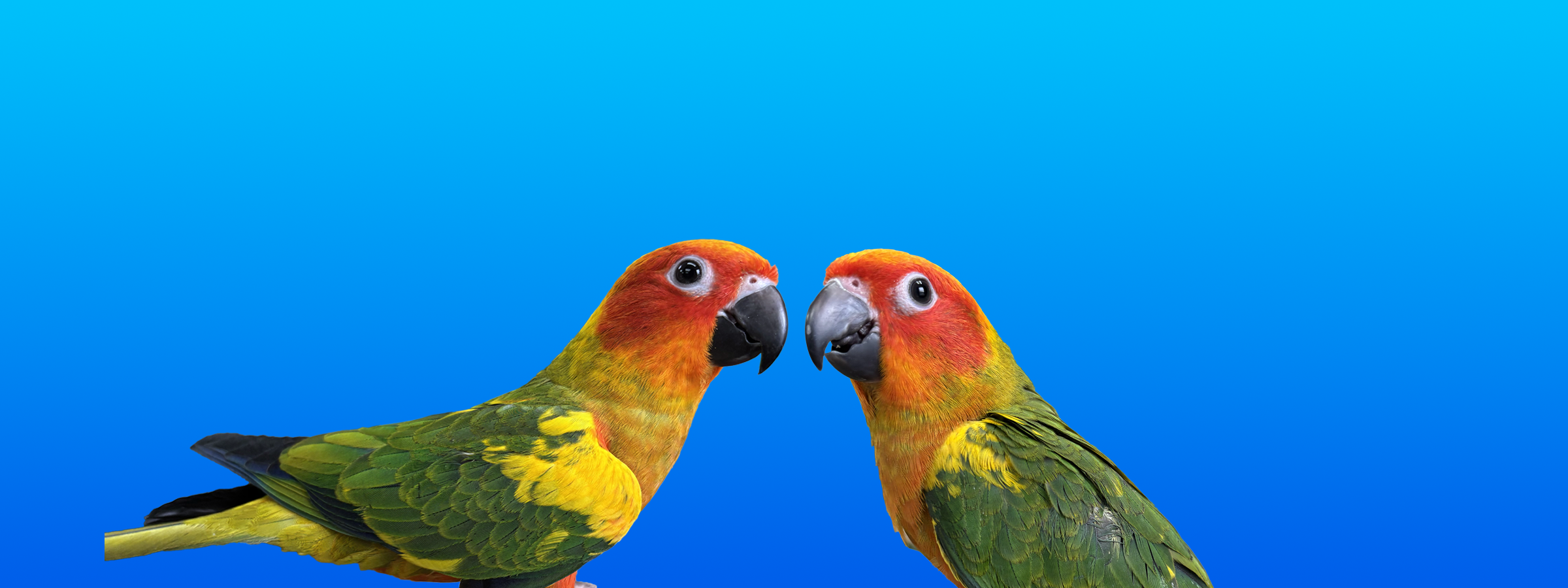 Sun Conure
