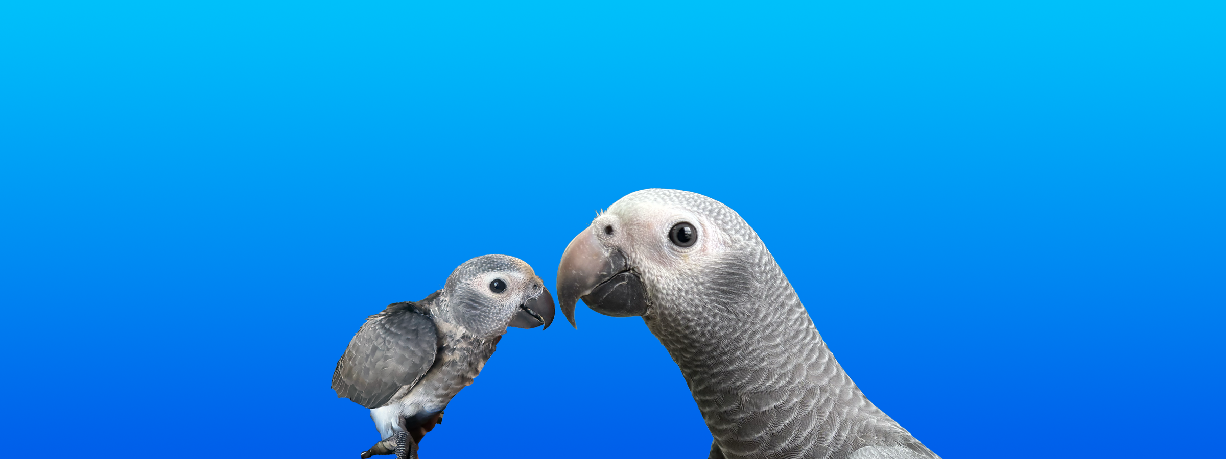 Timneh African Grey