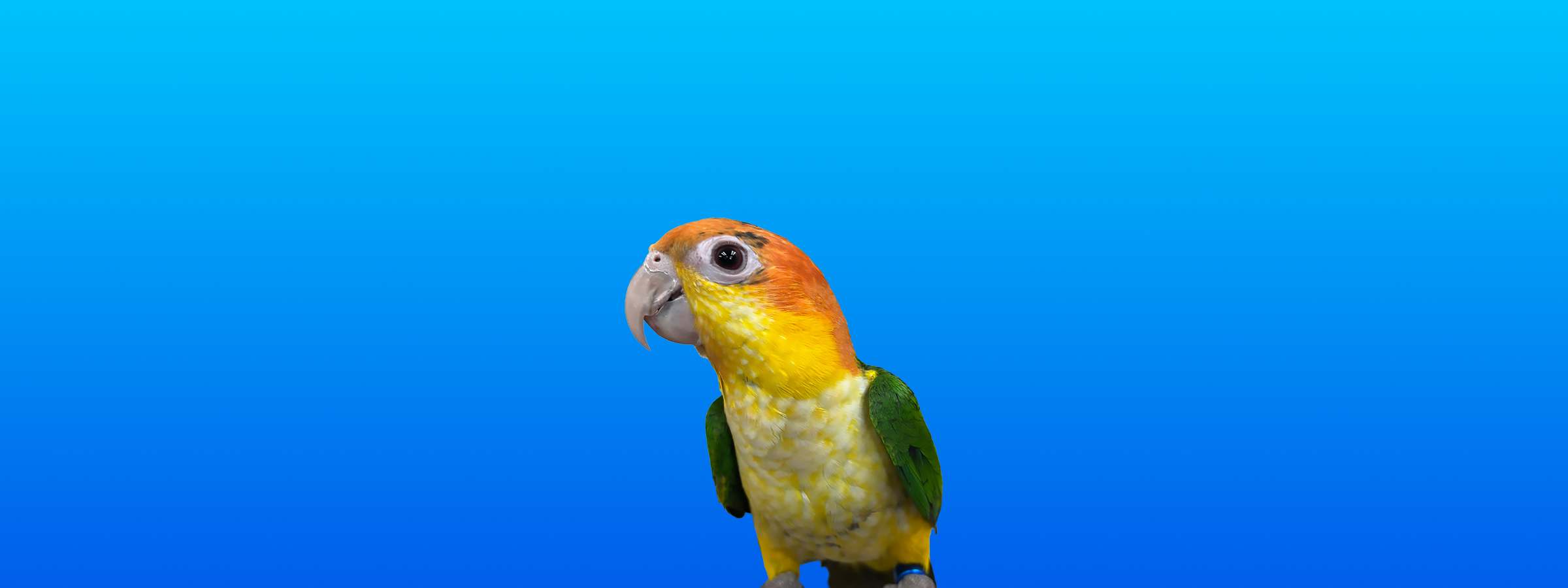 White-bellied Caique