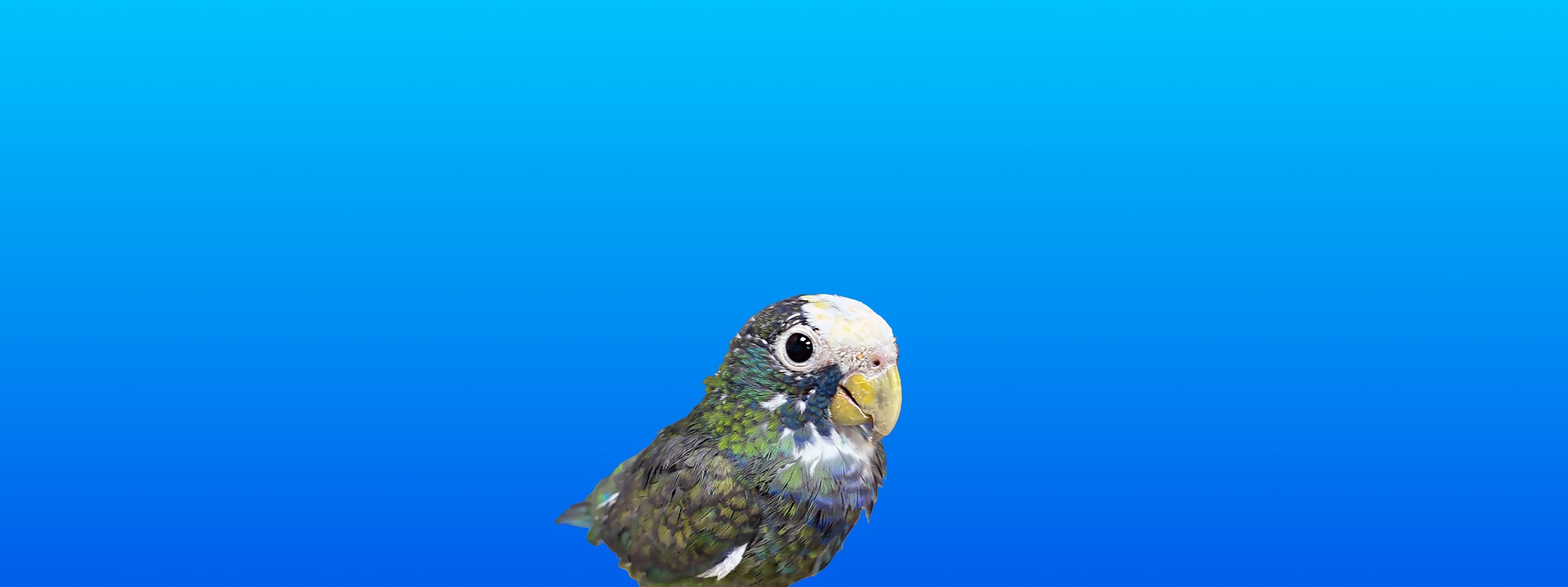 White-capped Pionus