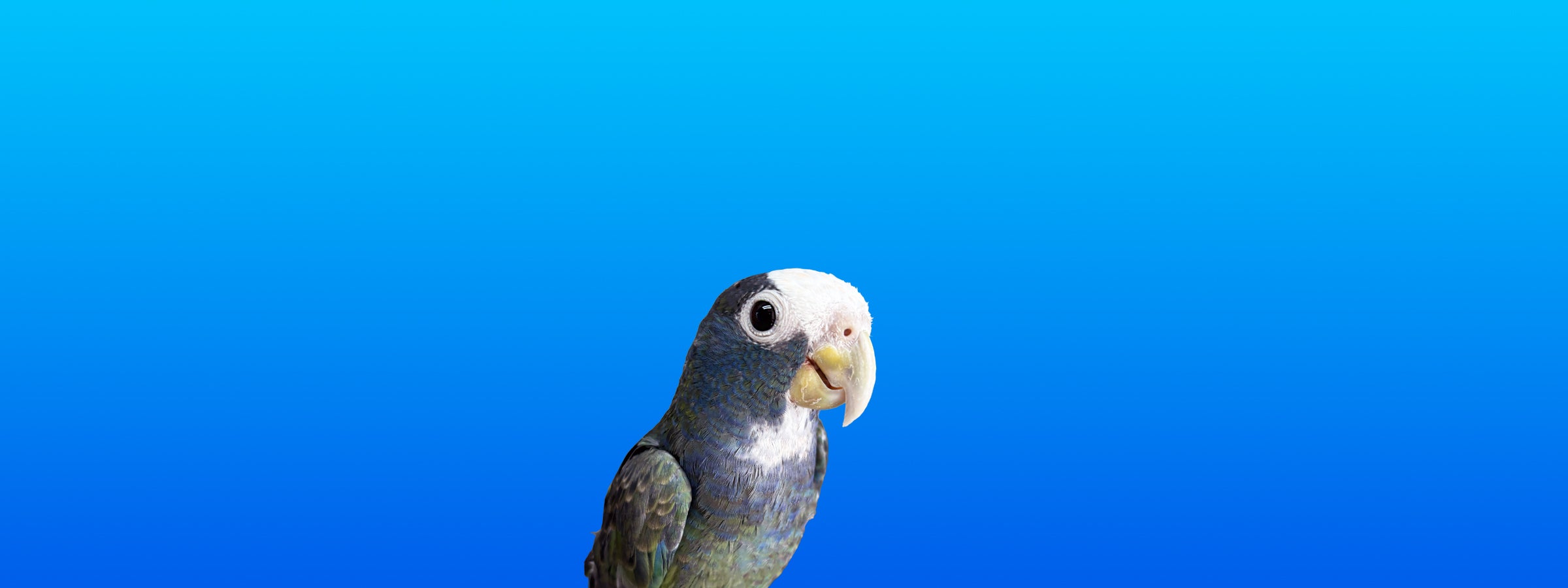 White-capped Pionus