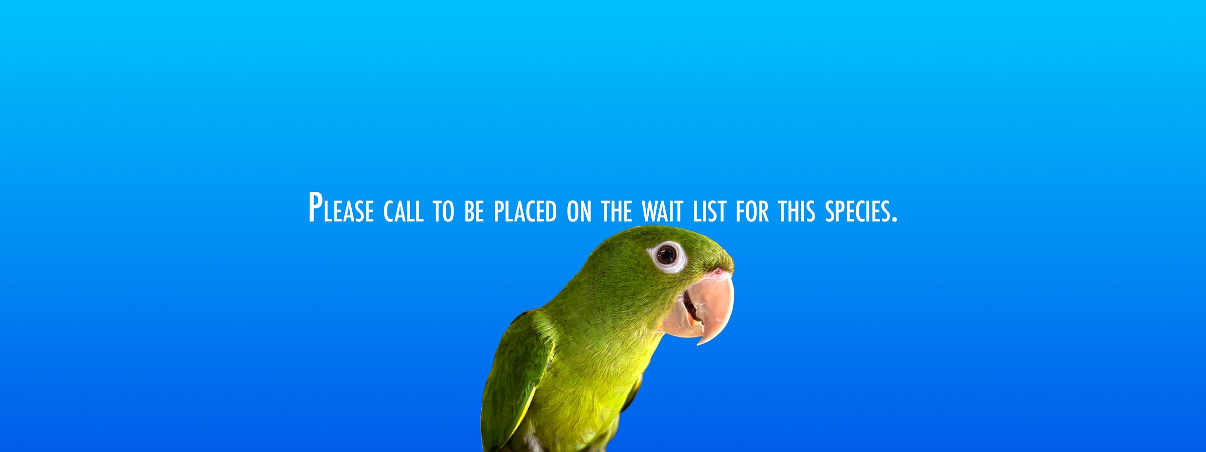 White-eyed Conure