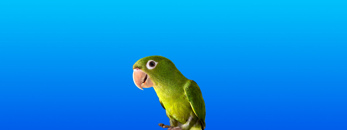 White-eyed Conure