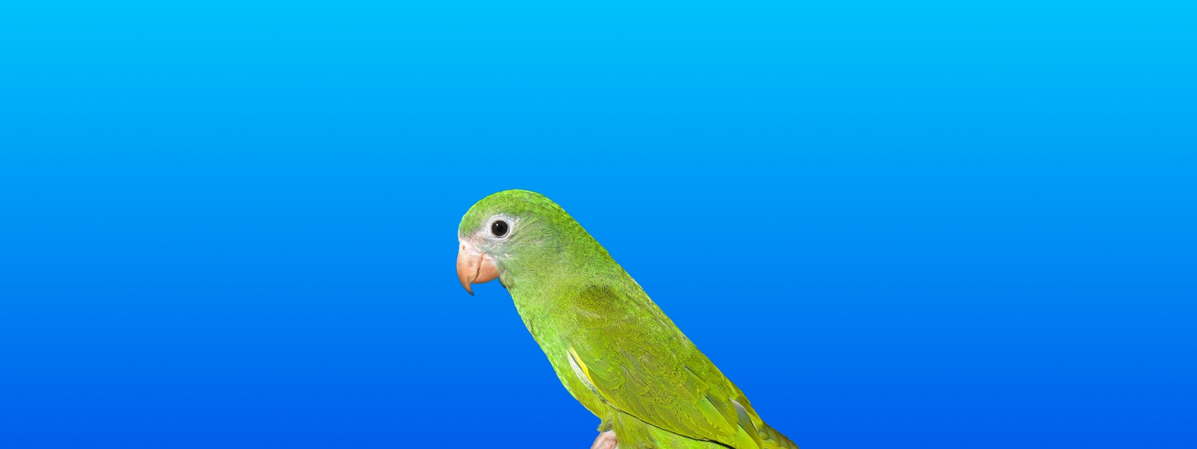 White-winged Parakeet