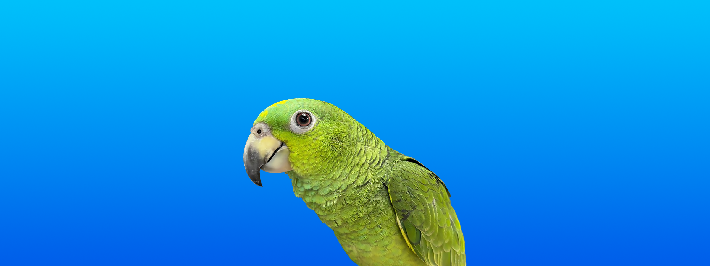 Yellow-naped - Orange-winged Amazon Hybrid
