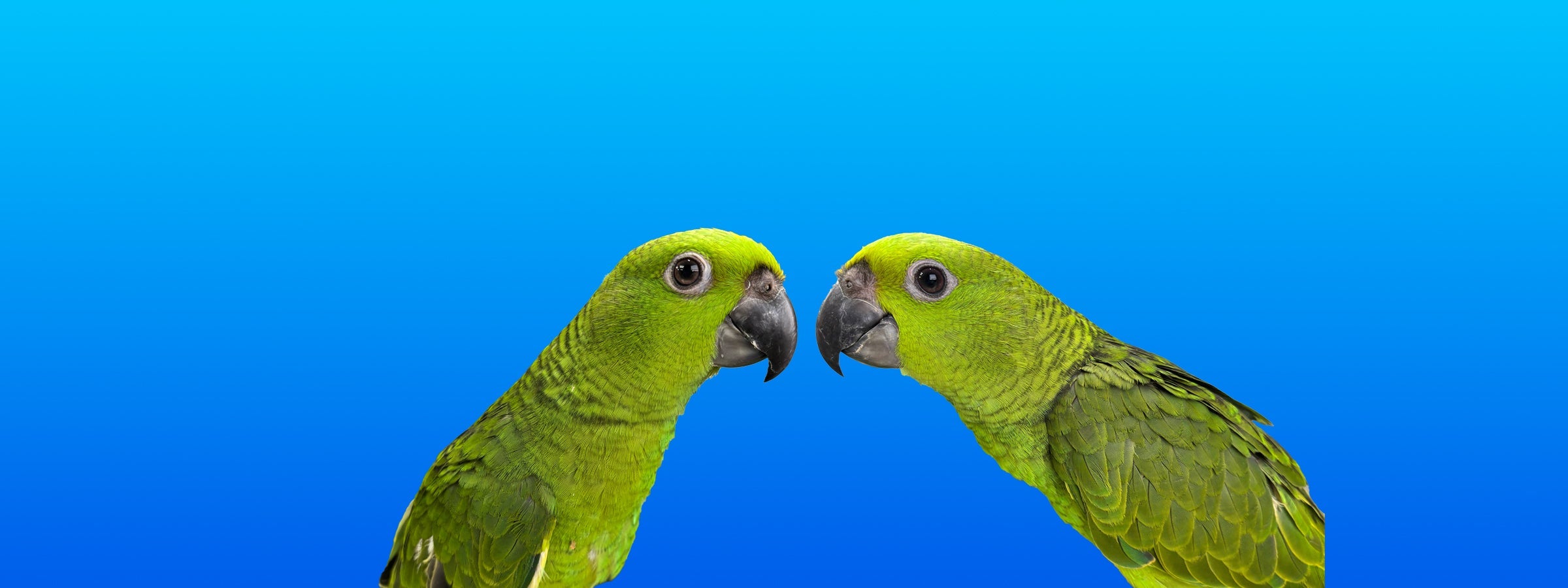 Yellow-naped Amazon