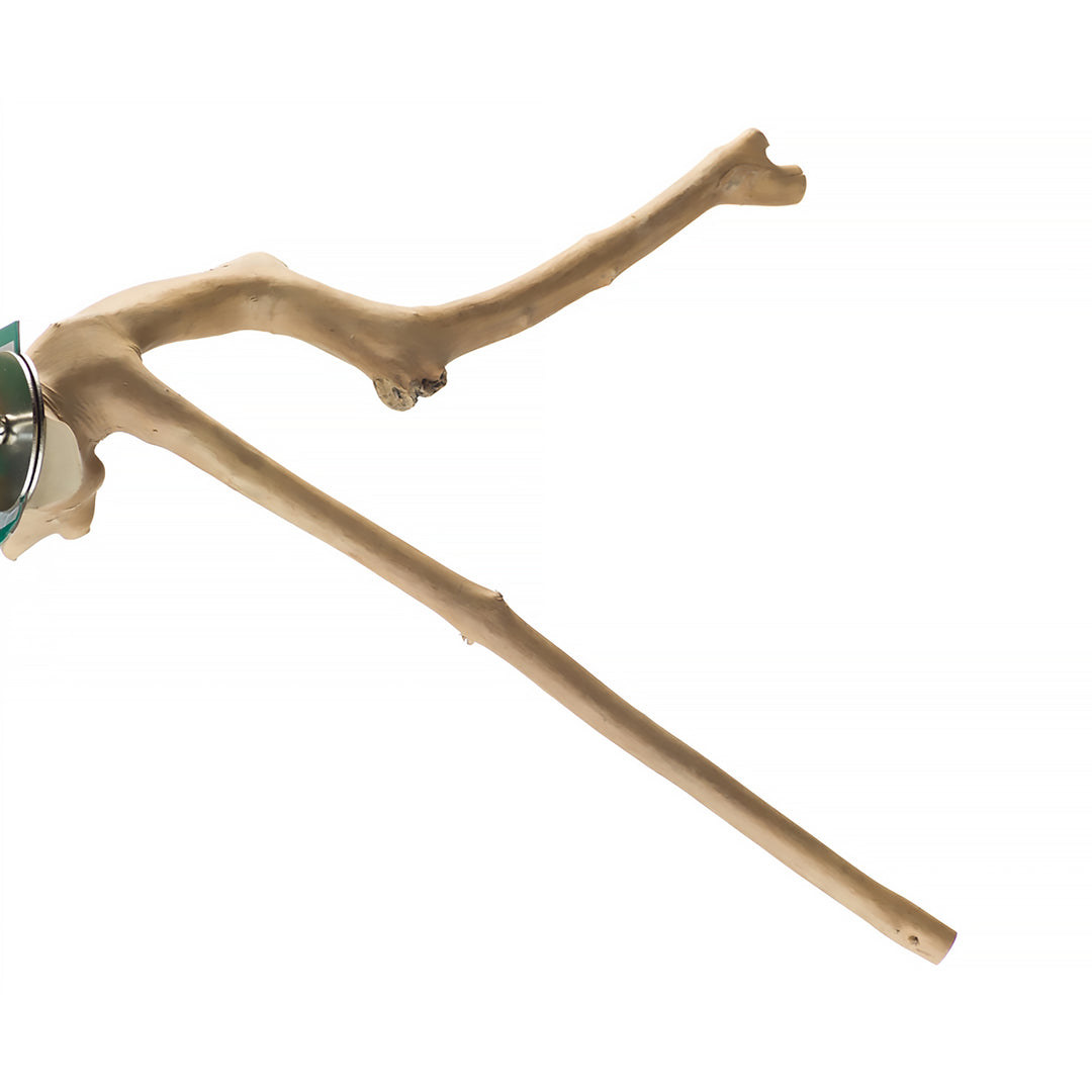 Aria Java Multi-Branch Perch X-Large - All-Natural Wood Y-Shaped Bird Perch #5019