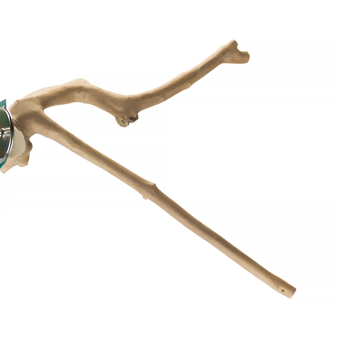 Aria Java Multi-Branch Perch X-Large - All-Natural Wood Y-Shaped Bird Perch #5021