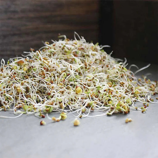 Handy Pantry Sprouting Seeds 3 Part Salad Mix Organic - 4oz