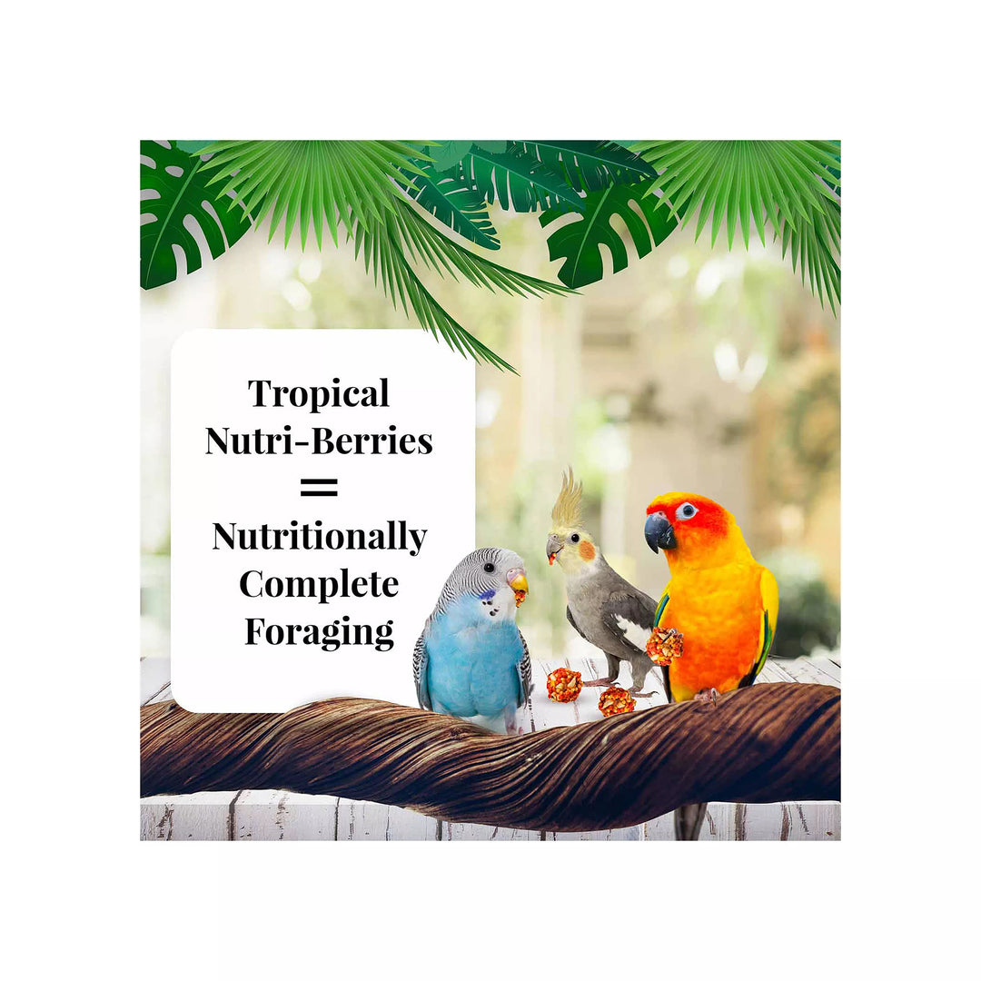 Lafeber's Tropical Fruit Nutri-Berries for Parakeets & Cockatiels - 10oz