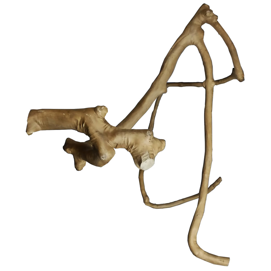 A&E Cage Company Large Java Wood Multi-Branch Perch 26” - Natural Coffeawood Bird Perch #AE6003L