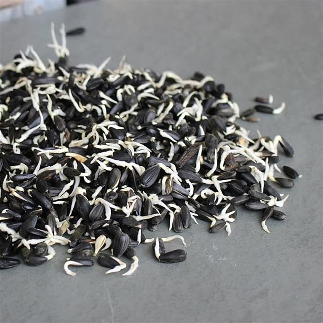 Handy Pantry Sprouting Seeds Sunflower Black Oil Organic - 8oz