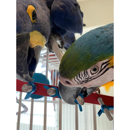 Busy Bird Busy Strip Foraging Bird Toy - Durable Puzzle Enrichment Toy