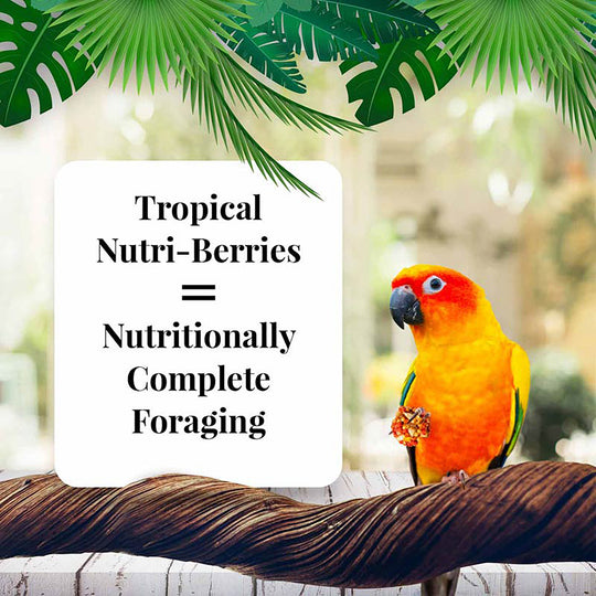 Lafeber's Tropical Fruit Nutri-Berries for Conures - 10oz