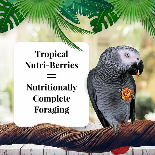Lafeber's Tropical Fruit Nutri-Berries for Parrots - 3lb