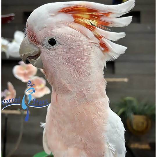 Major Mitchell's Cockatoo - Male #ADB2231