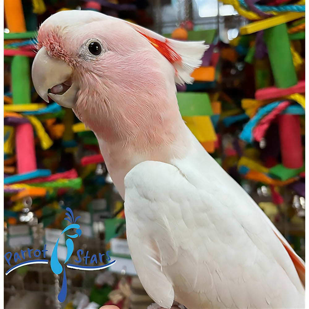 Major Mitchell's Cockatoo - Male #ADB2231