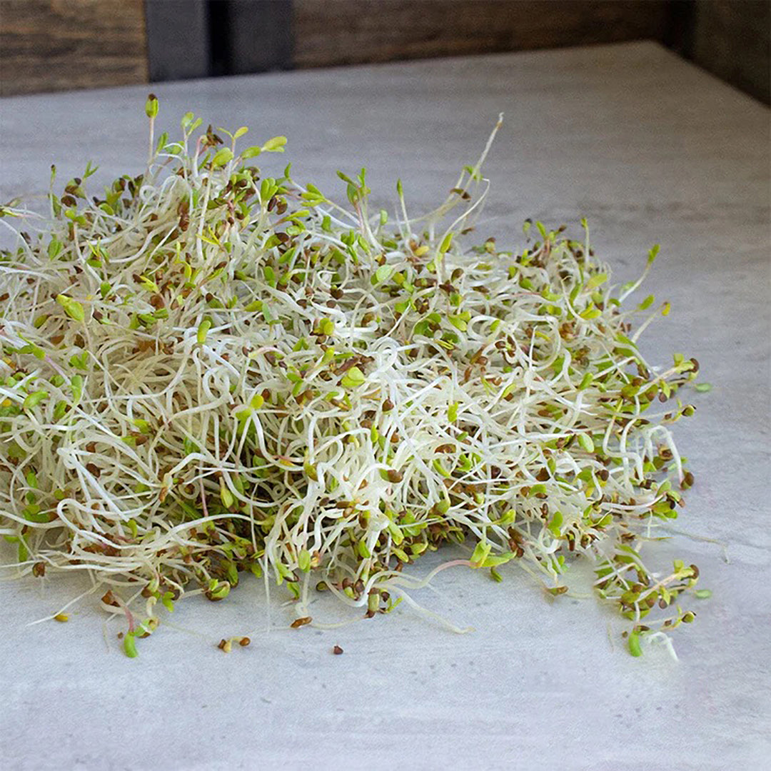 Handy Pantry Sprouting Seeds Alfalfa Organic - 4oz
