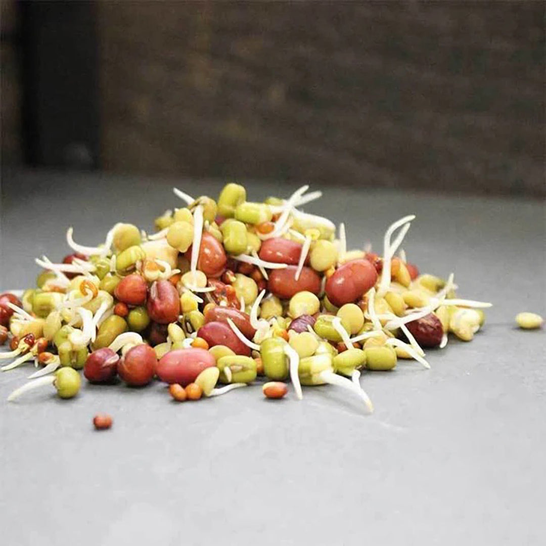 Handy Pantry Sprouting Seeds Bean Salad Mix Organic - 4oz