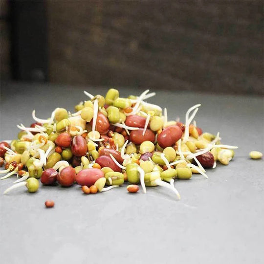 Handy Pantry Sprouting Seeds Bean Salad Mix Organic - 4oz