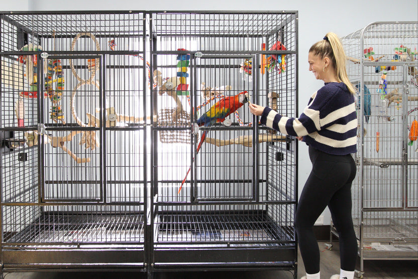 Bird Supplies – Parrot Stars