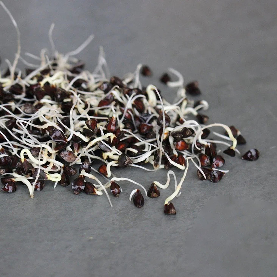 Handy Pantry Sprouting Seeds Buckwheat Whole Organic - 4oz