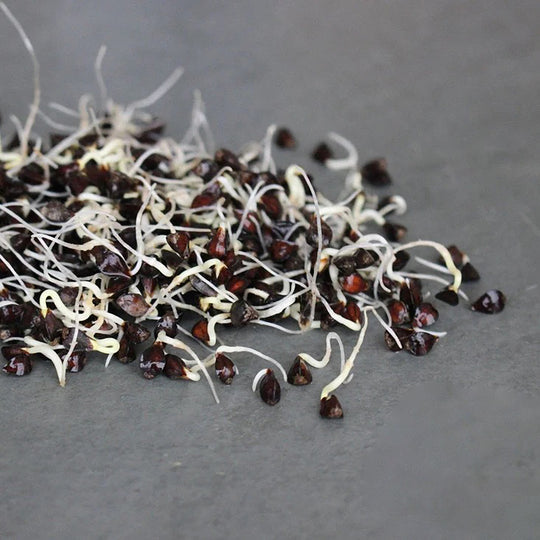 Handy Pantry Sprouting Seeds Buckwheat Whole Organic - 4oz