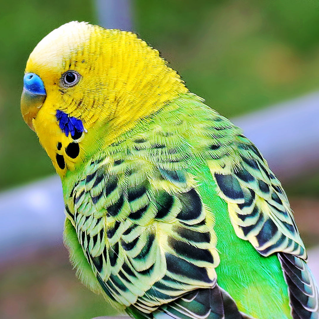 Budgerigars - Surrendered Parakeets - Various Colors