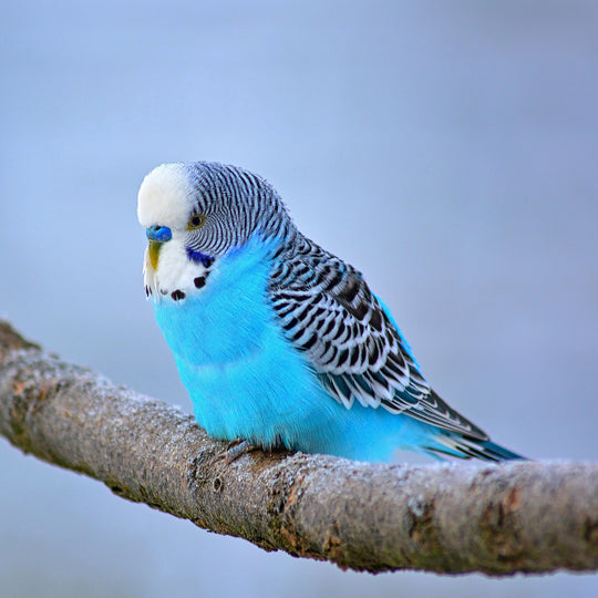 Budgerigars - Surrendered Parakeets - Various Colors