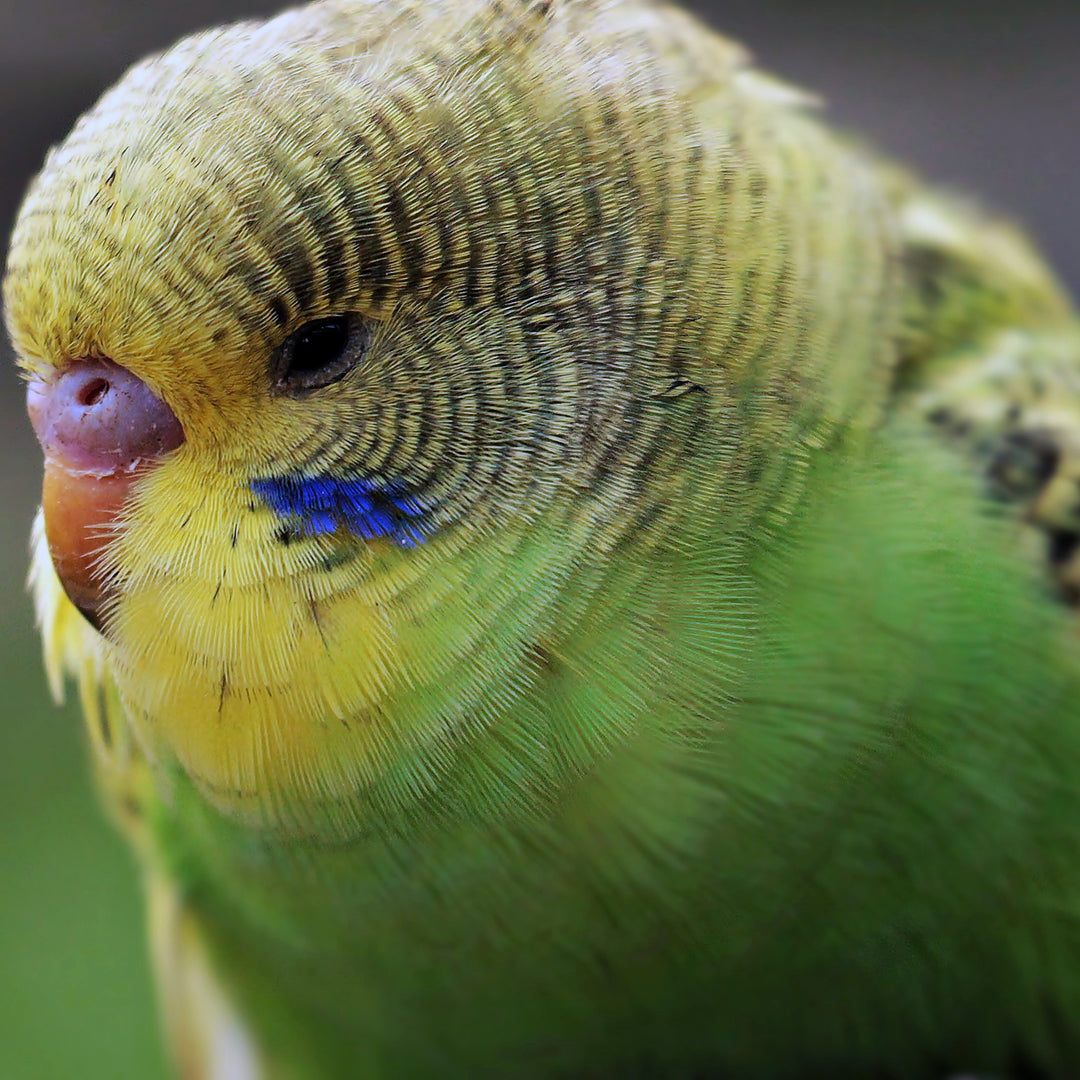 Budgerigars - Surrendered Parakeets - Various Colors