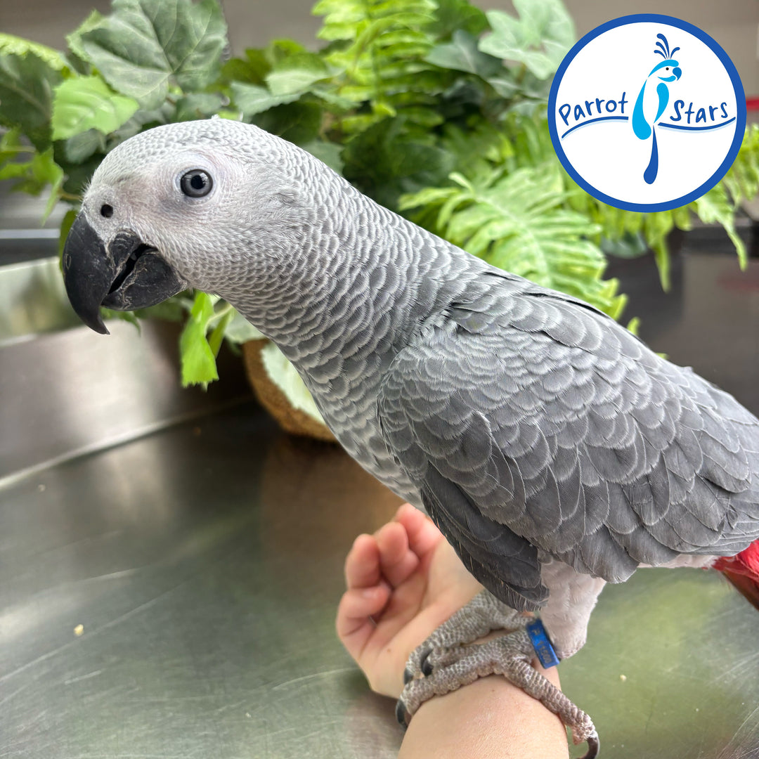 Congo African Grey - Male #PS11500